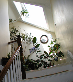 Original Rubber Tree 2009